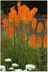 Kniphofia mango popsicle gebraucht kaufen  Wird an jeden Ort in Deutschland