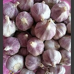 Garlic bulbs whole for sale  Delivered anywhere in USA 