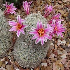 Bareroot mammillaria grahamii for sale  Delivered anywhere in USA 
