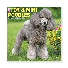 Toy miniature poodles for sale  Delivered anywhere in UK