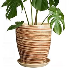 Epfamily inch plant for sale  Delivered anywhere in USA 