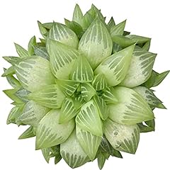 Live window haworthia for sale  Delivered anywhere in USA 