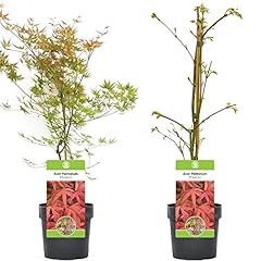 Acer palmatum phoenix d'occasion  Livré partout en France