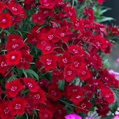 Dianthus rocking red for sale  Delivered anywhere in UK