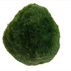 Usrutiud live green for sale  Delivered anywhere in USA 