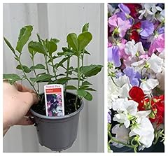 Sweet pea plants for sale  Delivered anywhere in UK