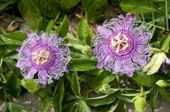 9greenbox maypop purple for sale  Delivered anywhere in USA 