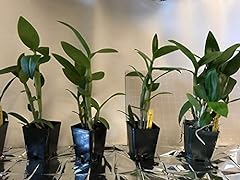 Large diffferent dendrobiums for sale  Delivered anywhere in USA 