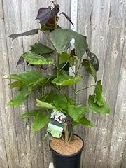 Indian bean tree for sale  Delivered anywhere in UK