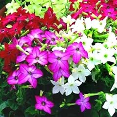 Winged flowering tobacco for sale  Delivered anywhere in UK