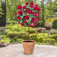 Yougarden harkness standard for sale  Delivered anywhere in UK