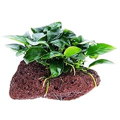 Anubias java fern for sale  Delivered anywhere in USA 