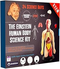 Einstein human body for sale  Delivered anywhere in UK