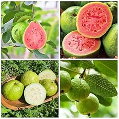 Guava fruit tree for sale  Delivered anywhere in USA 