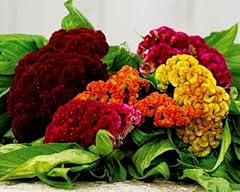 1000 miscuglio semi usato 1000 miscuglio semi usato  Spedito ovunque in Italia