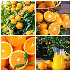 Seed navel orange for sale  Delivered anywhere in USA 