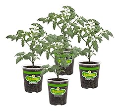 Bonnie plants cherokee for sale  Delivered anywhere in USA 