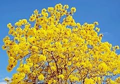 50pcs yellow trumpet for sale  Delivered anywhere in USA 