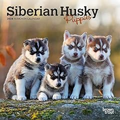 Siberian husky puppies for sale  Delivered anywhere in USA 