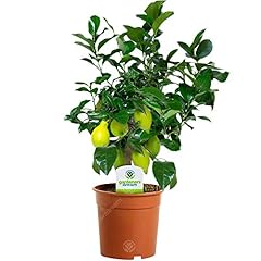 Citrus limon citronnier d'occasion  Livré partout en France