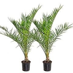 Lot phoenix canariensis d'occasion  Livré partout en Belgiqu