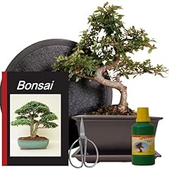 Anfänger bonsai set gebraucht kaufen  Wird an jeden Ort in Deutschland