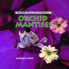 Orchid mantises for sale  Delivered anywhere in UK