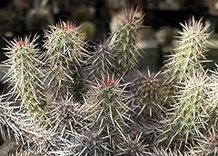 Seeds echinocereus brandegeei for sale  Delivered anywhere in UK