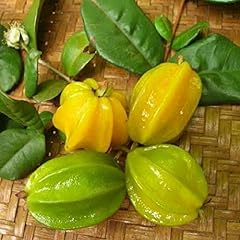 Pitangatuba fruit tree for sale  Delivered anywhere in USA 