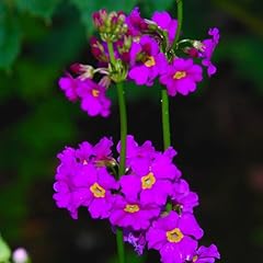 Plant seeds primula for sale  Delivered anywhere in UK