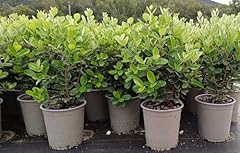 Feijoa acca sellowiana usato  Spedito ovunque in Italia 