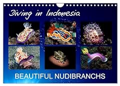 Diving indonesia beautiful gebraucht kaufen  Wird an jeden Ort in Deutschland