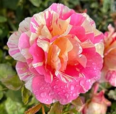 Claude monet hybrid for sale  Delivered anywhere in UK