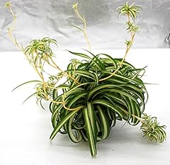 Bonnie curly spider for sale  Delivered anywhere in USA 