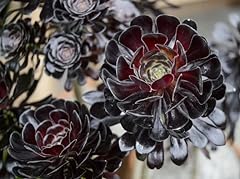 Aeonium zwartkop house for sale  Delivered anywhere in Ireland