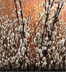 Pussy willow tree for sale  Delivered anywhere in USA 