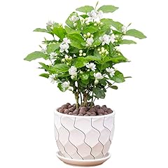 Jasmine living seedling for sale  Delivered anywhere in USA 