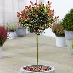 Photinia little red for sale  Delivered anywhere in UK