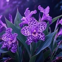Canna bulbs gardens for sale  Delivered anywhere in UK