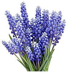 Grape hyacinth muscari for sale  Delivered anywhere in USA 