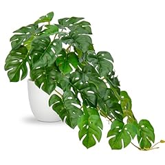 Dilatata fake plants for sale  Delivered anywhere in USA 