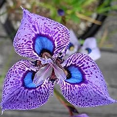 Haloppe 100 iris usato  Spedito ovunque in Italia 