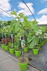 Fico comune ficus usato  Spedito ovunque in Italia 