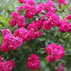 Rose madame isaac for sale  Delivered anywhere in UK
