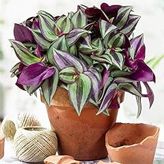 Tradescantia zebrina erba usato  Spedito ovunque in Italia 