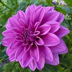 Bulbo dalia decorativa usato  Spedito ovunque in Italia 