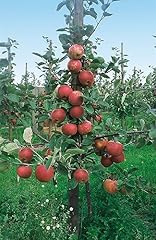 Malus roter boskoop gebraucht kaufen  Wird an jeden Ort in Deutschland
