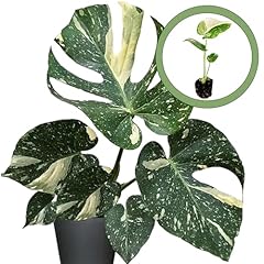 Monstera thai constellation for sale  Delivered anywhere in USA 
