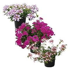 Live verbena plant for sale  Delivered anywhere in USA 