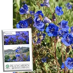 Phacelia california bluebell for sale  Delivered anywhere in USA 